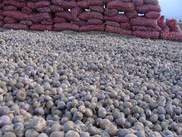 云南品牌农产品排行榜（全国地理标志农产品目录系列之）(10)