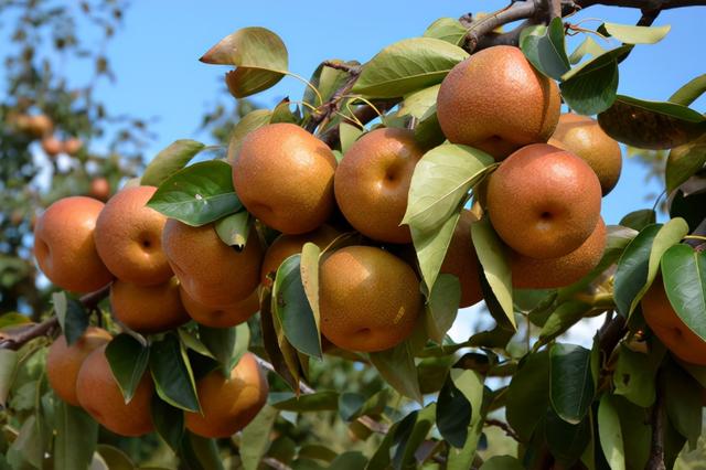 云南品牌农产品排行榜（全国地理标志农产品目录系列之）(13)