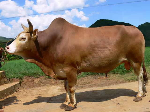 云南品牌农产品排行榜（全国地理标志农产品目录系列之）(8)