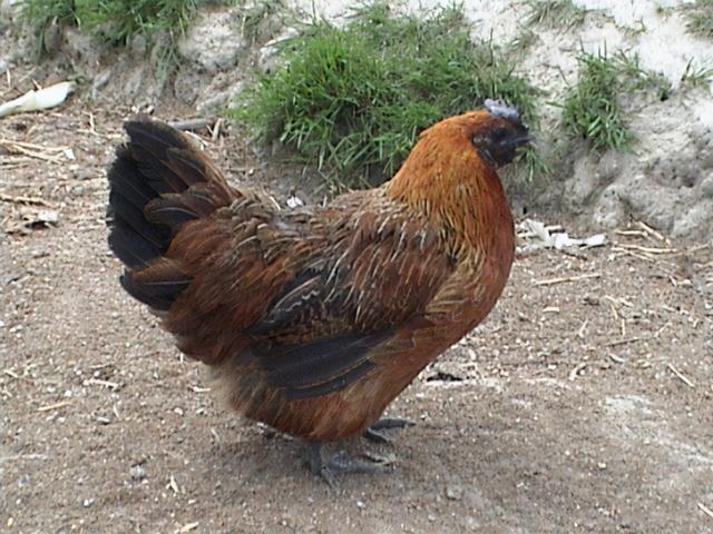 云南品牌农产品排行榜（全国地理标志农产品目录系列之）(14)