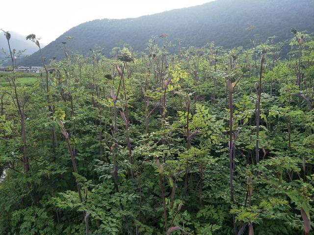 云南品牌农产品排行榜（全国地理标志农产品目录系列之）(18)