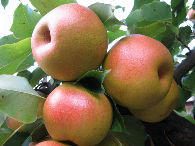 云南品牌农产品排行榜（全国地理标志农产品目录系列之）(11)