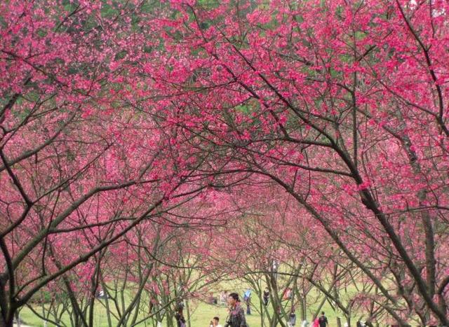 南宁半日游免费景点大全（南宁47个景点够玩一整年）(14)