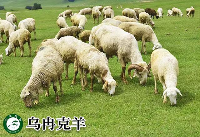 内蒙古主要养什么羊（羊档案产量全国第一的内蒙古养了那些羊）(8)