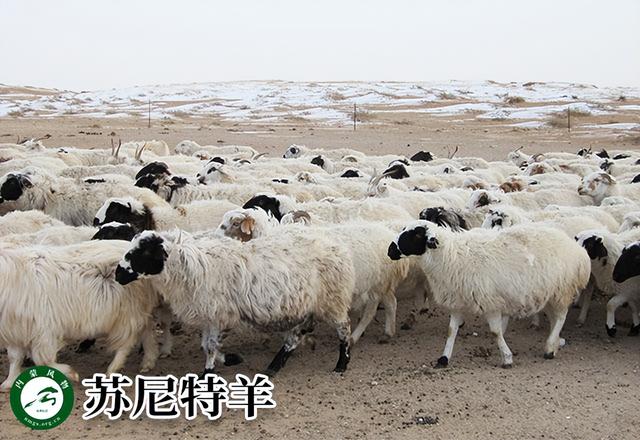 内蒙古主要养什么羊（羊档案产量全国第一的内蒙古养了那些羊）(4)