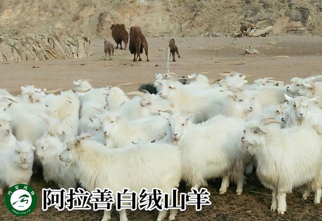 内蒙古主要养什么羊（羊档案产量全国第一的内蒙古养了那些羊）(1)