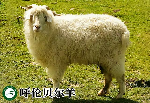 内蒙古主要养什么羊（羊档案产量全国第一的内蒙古养了那些羊）(6)