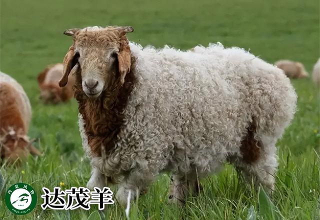内蒙古主要养什么羊（羊档案产量全国第一的内蒙古养了那些羊）(12)