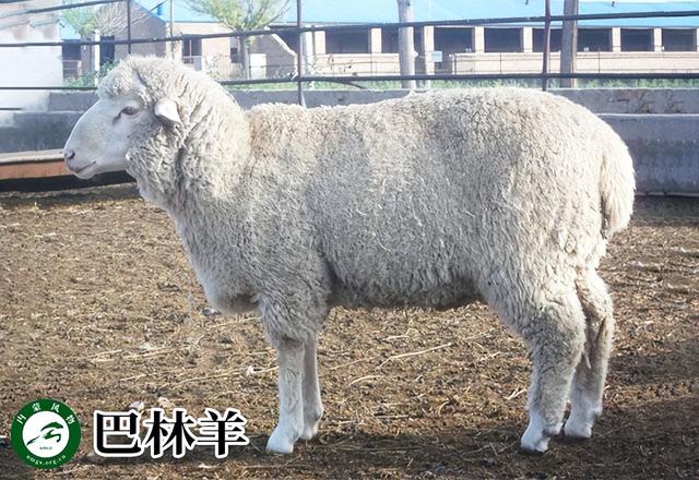 内蒙古主要养什么羊（羊档案产量全国第一的内蒙古养了那些羊）(10)