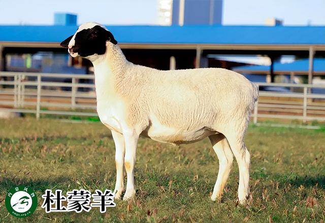 内蒙古主要养什么羊（羊档案产量全国第一的内蒙古养了那些羊）(11)