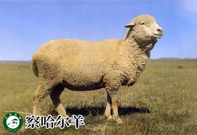 内蒙古主要养什么羊（羊档案产量全国第一的内蒙古养了那些羊）(7)