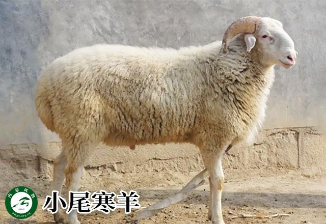 内蒙古主要养什么羊（羊档案产量全国第一的内蒙古养了那些羊）(16)