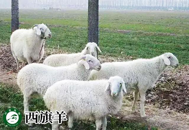 内蒙古主要养什么羊（羊档案产量全国第一的内蒙古养了那些羊）(14)