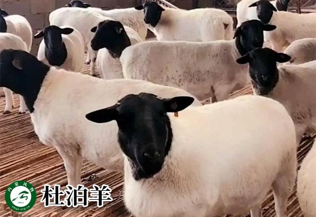 内蒙古主要养什么羊（羊档案产量全国第一的内蒙古养了那些羊）(15)