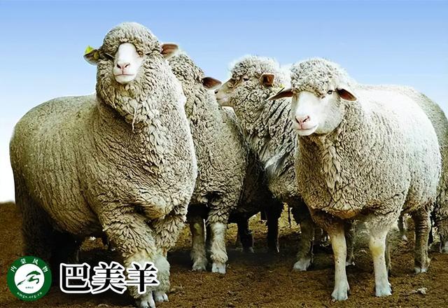 内蒙古主要养什么羊（羊档案产量全国第一的内蒙古养了那些羊）(9)