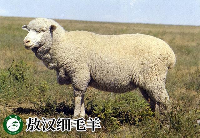 内蒙古主要养什么羊（羊档案产量全国第一的内蒙古养了那些羊）(13)