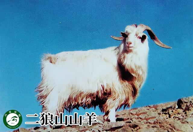 内蒙古主要养什么羊（羊档案产量全国第一的内蒙古养了那些羊）(3)