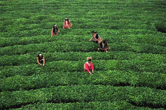 云南普洱茶马古道普洱茶市场（来最美茶城云南普洱）(11)