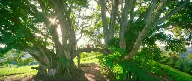 云南普洱茶马古道普洱茶市场（来最美茶城云南普洱）(2)