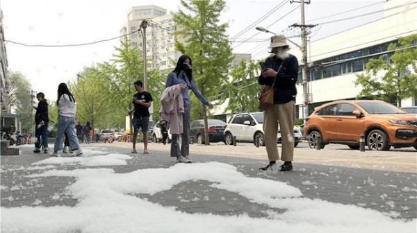 为啥空气中飘着柳絮,春天快过去的时候空中会飘柳絮柳絮是指什么东西图2