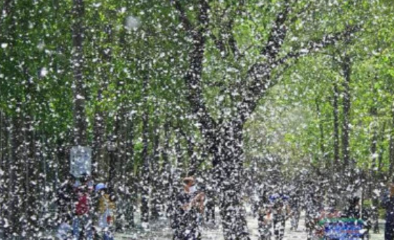 为啥空气中飘着柳絮,春天快过去的时候空中会飘柳絮柳絮是指什么东西图4