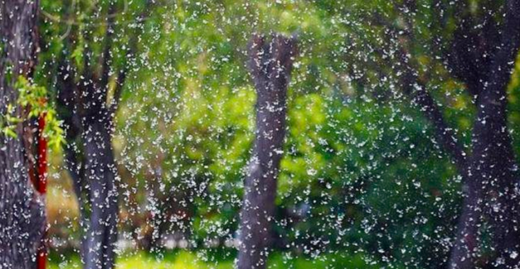 为什么会柳絮满天飞