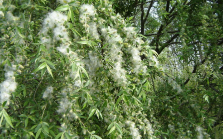 为啥空气中飘着柳絮,春天快过去的时候空中会飘柳絮柳絮是指什么东西图1
