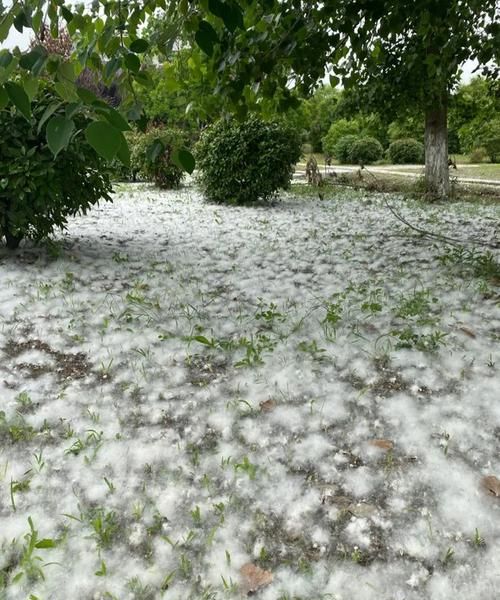 公柳树为什么不飘柳絮