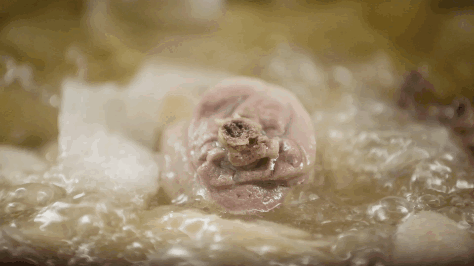 广东人最爱吃什么饭（广东人逃不过这碗饭）(15)