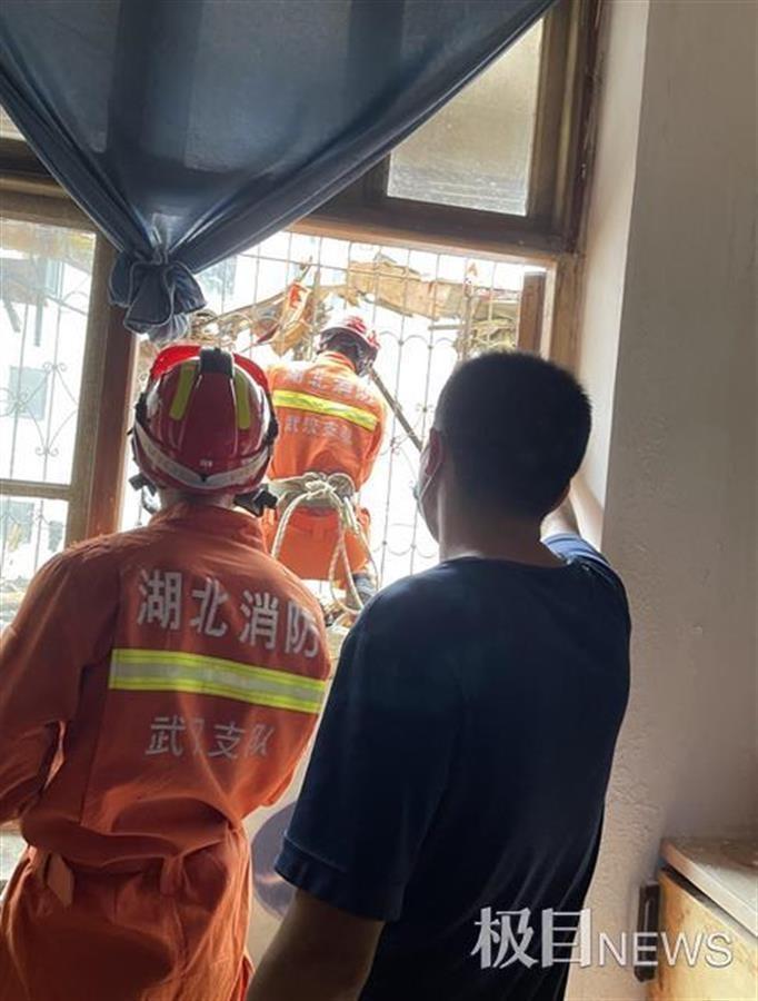 离家六年阳台长出两棵大树（阳台外长了棵树怎么回事）