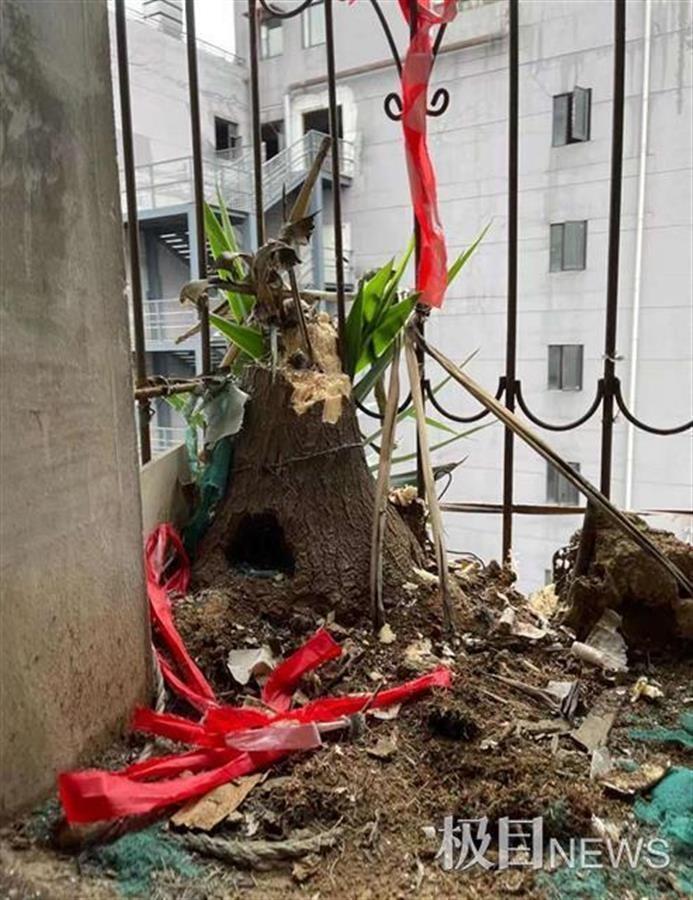 离家六年阳台长出两棵大树（阳台外长了棵树怎么回事）