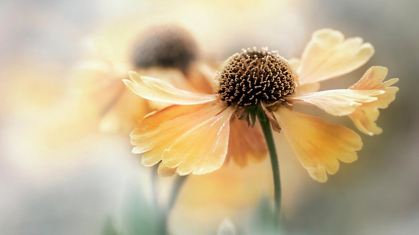 马云为何卸任阿里巴巴董事长（马云正式宣布卸任）