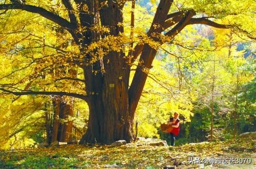 洛阳中原第一大景点（最美不过故乡洛阳南部一明珠）(21)