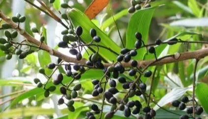 鸦胆子治什么病,鸦胆子的功效和作用是什么图3