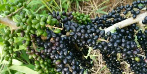 鸦胆子治什么病,鸦胆子的功效和作用是什么图2