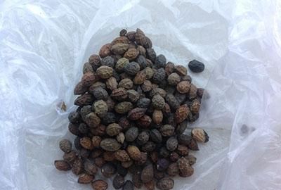 鸦胆子治疣的详细用法