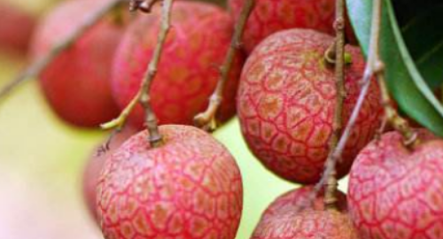 荔枝可以放冰箱,荔枝可以放在冰箱里面保鲜吗图1