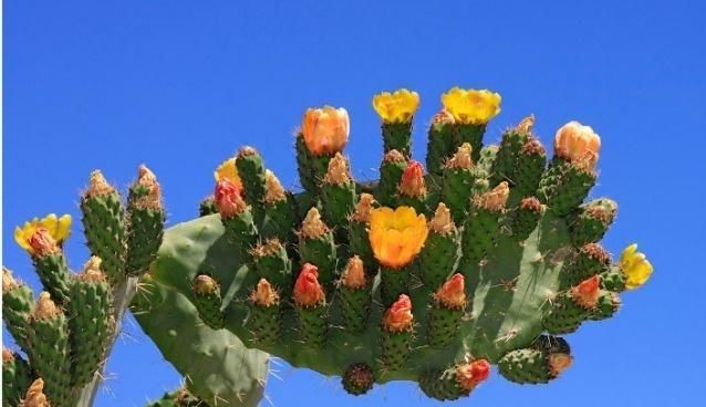 仙人掌果实的作用，仙人掌开花结的果实是什么样的，能吃吗？图4