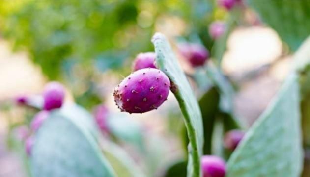 仙人掌果实的作用，仙人掌开花结的果实是什么样的，能吃吗？图3