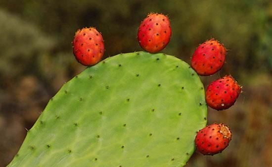 仙人掌结的红色果实是种子吗