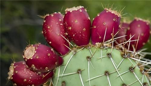 仙人掌果实的作用，仙人掌开花结的果实是什么样的，能吃吗？图1