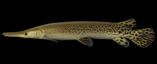 全国各地为何多次出鳄雀鳝(能防治鳄雀鳝么)(2)