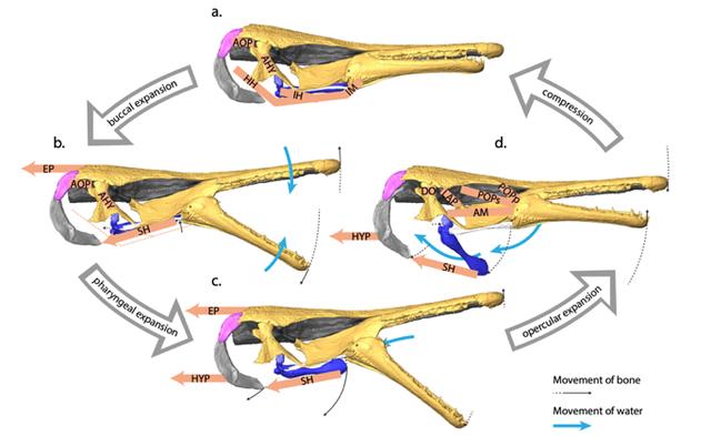 全国各地为何多次出鳄雀鳝(能防治鳄雀鳝么)(7)