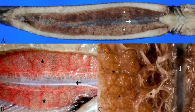 全国各地为何多次出鳄雀鳝(能防治鳄雀鳝么)(4)