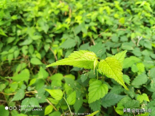 小米cc9e全面测评（来自自拍偏科生）(21)