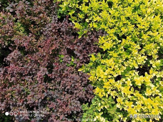 小米cc9e全面测评（来自自拍偏科生）(18)