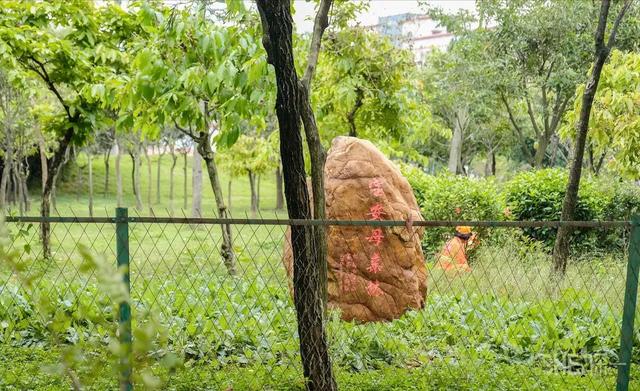 深圳哪里最多本地人（深圳原来这么大大大大大）(55)