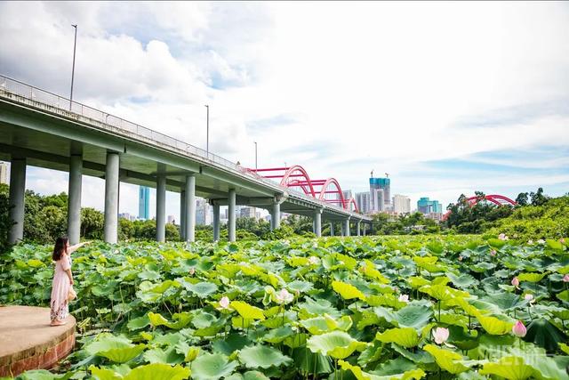 深圳哪里最多本地人（深圳原来这么大大大大大）(67)