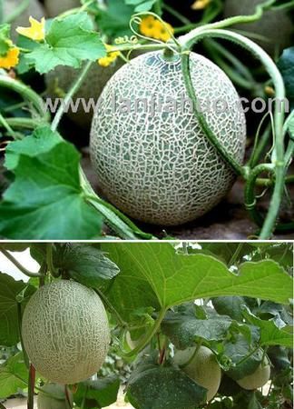 有什么水果是长在树上的图片