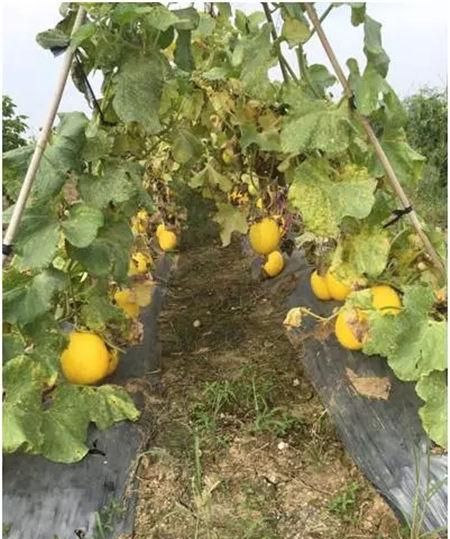 哈密瓜是主藤结瓜,还是支藤结瓜